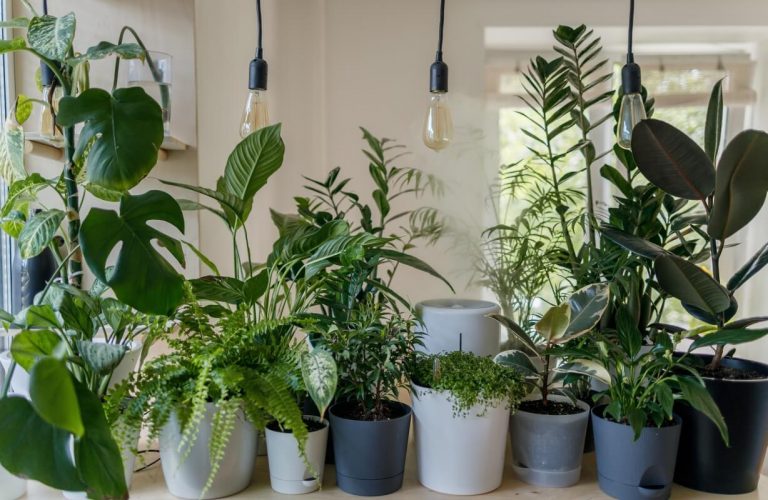 Indoor plants pests