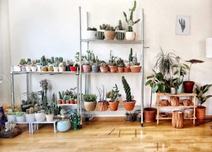 Practical Tips for Indoor Plant Care