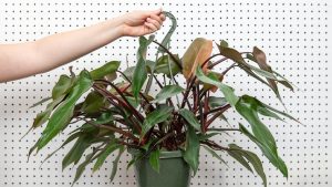 Bloody Mary Philodendron Care and Propagation Guide