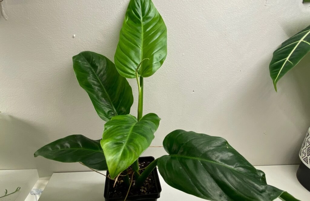 Philodendron Angustialatum: Care & Propagation Guide