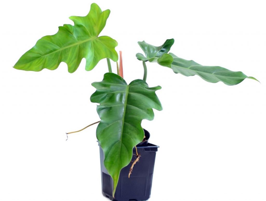 Philodendron Lacerum: Care & Propagation Guide