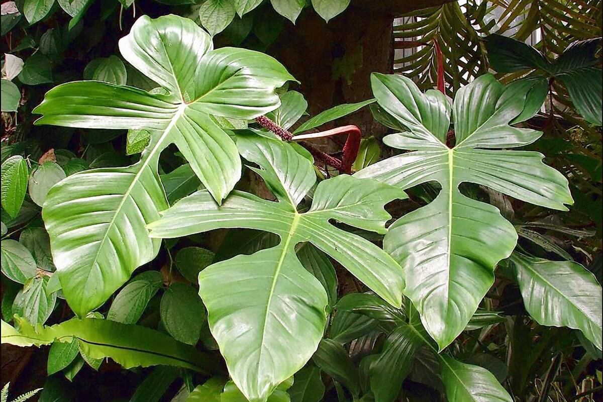 Philodendron Panduriforme: Care & Propagation Guide