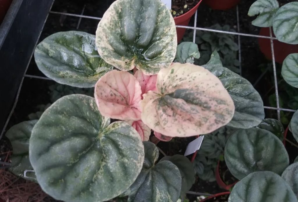 Pink Lady Peperomia: Care & Propagation Guide