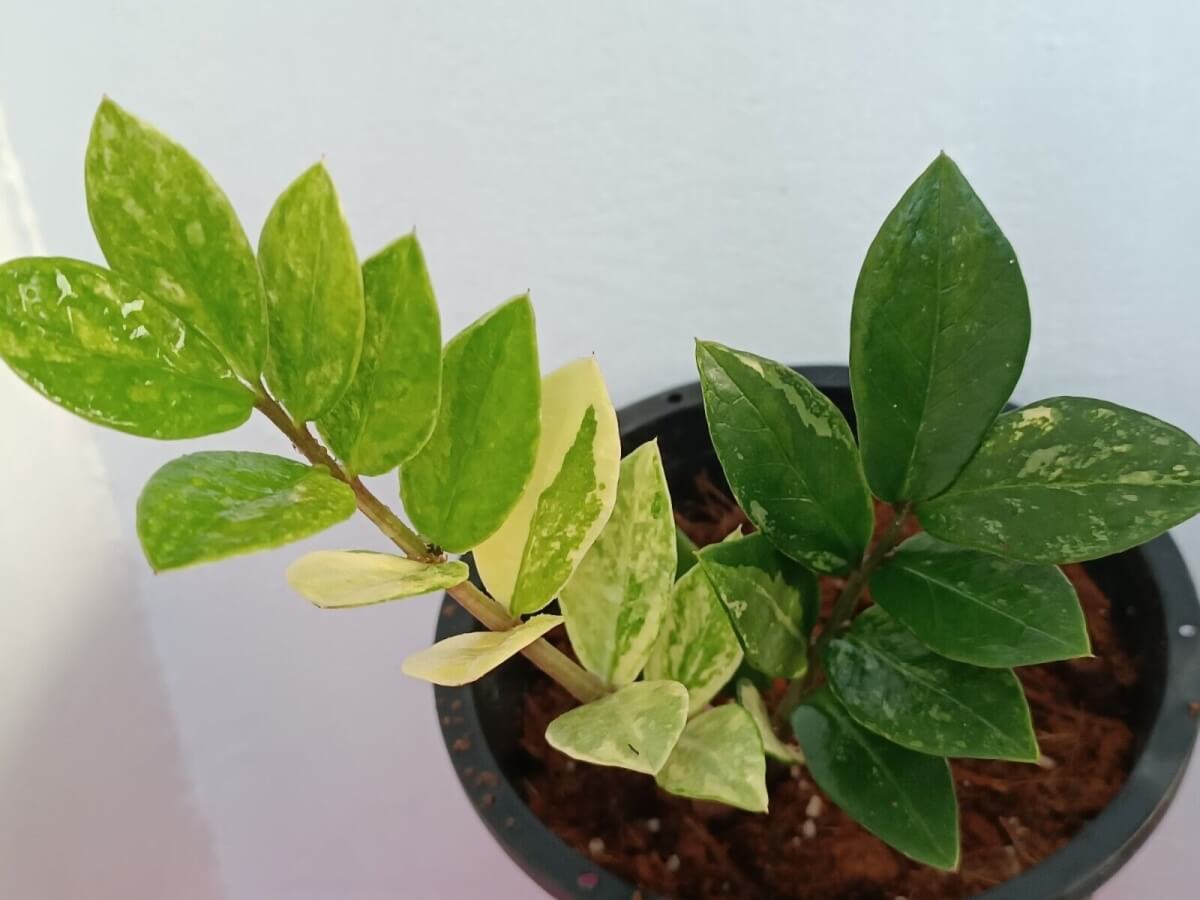 Variegated Zz Plant: Care & Propagation Guide