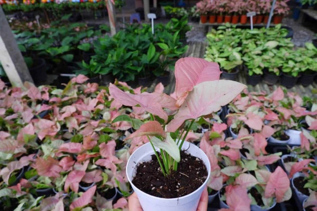Pink Syngonium: Care & Propagation Guide