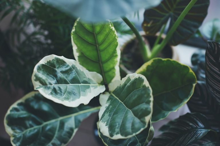 Variegated Fiddle Leaf Fig Care & Propagation Guide