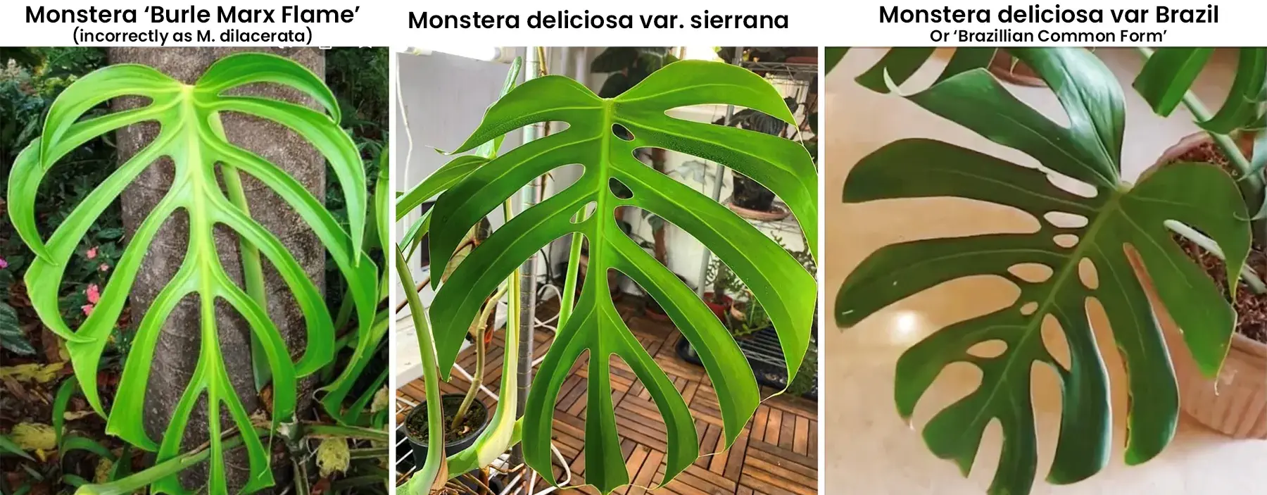 Differences between Burle Marx Flame, Deliciosa var sierrana and var Brazil