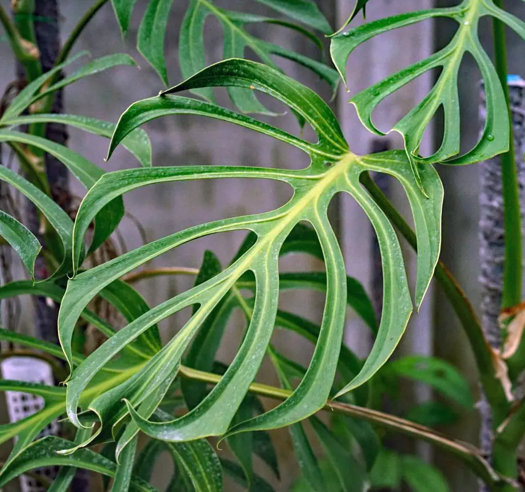 Monstera Burle Marx Flame Leaf Shape and Fenestrations