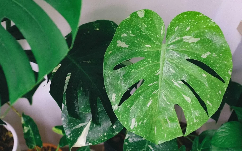 The Unspoken Turth about Monstera Leaves