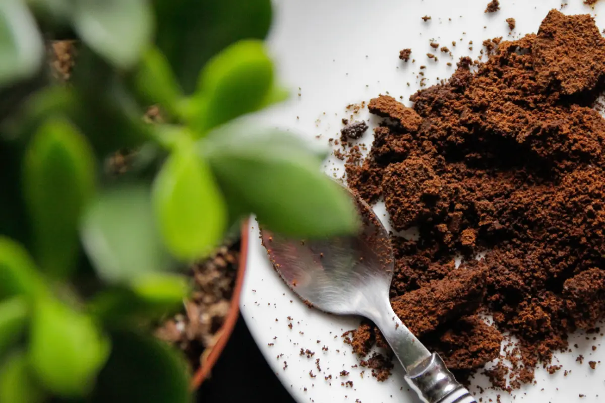 Coffee Grounds as Fertilizer Boost Your Indoor Plants’ Growth and Health