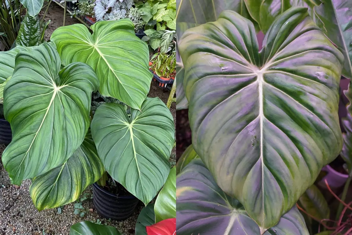 How To Differentiate Philodendron McDowell vs Pastazanum