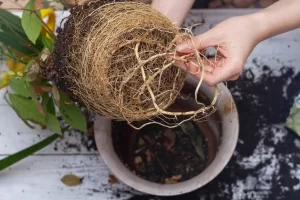 How to Handle Root Bound Indoor Plants