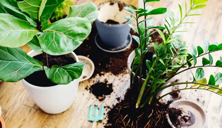 Making Potting Soil for Indoor Plants