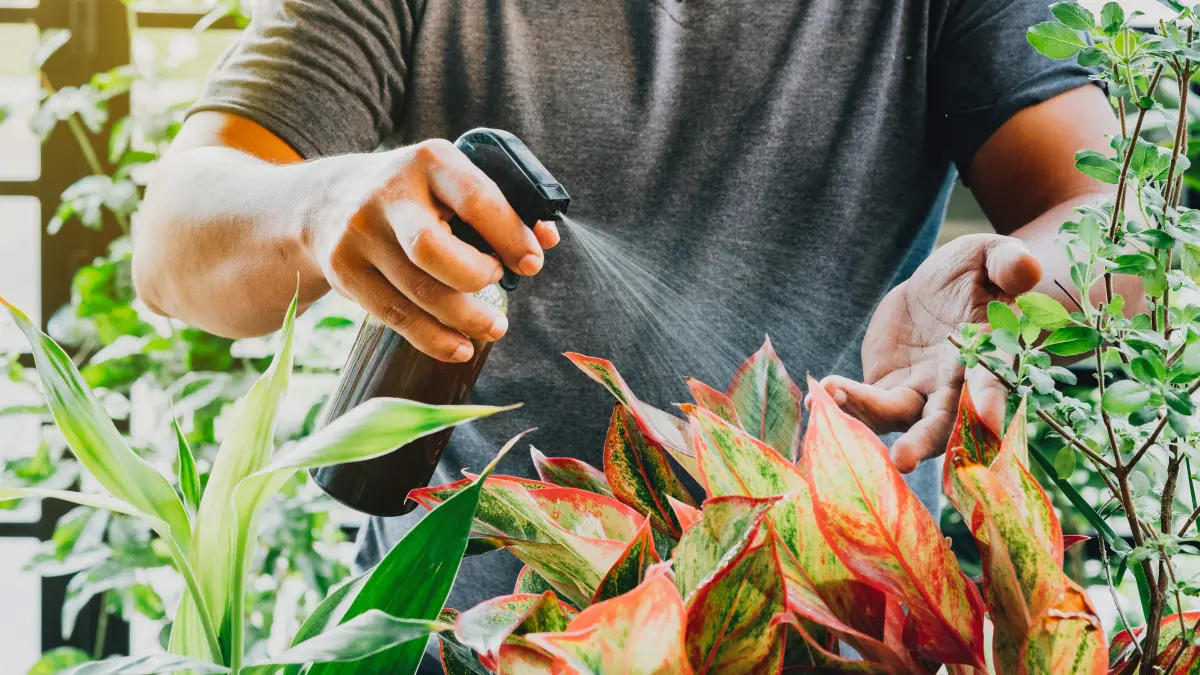 Misting plants with common spray bottle