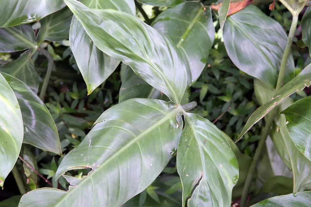Philodendron Anisotomum Care and Propagation Guide