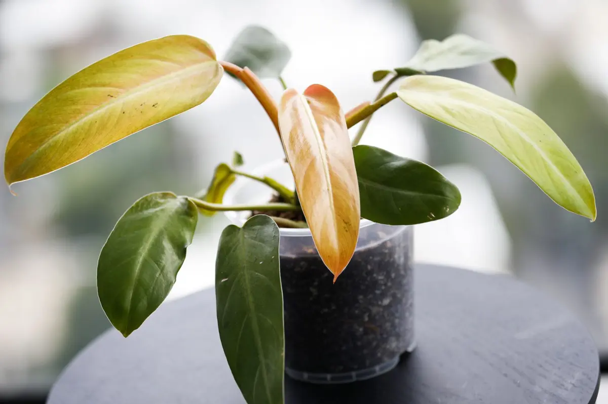 Philodendron Whipple Way Care and Propagation Guide