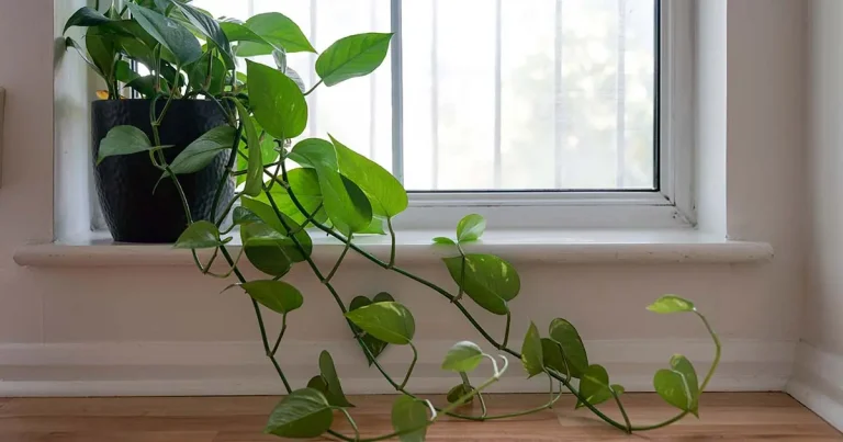 Philodendron placed by the window for proper sunlight