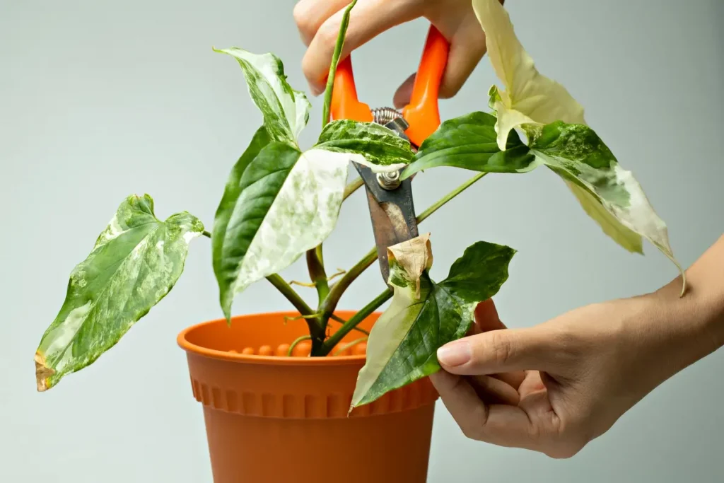 Pruning Indoor Plants A Guide to Proper Techniques and Maintenance