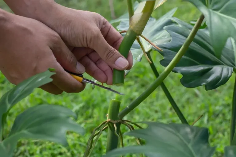 Pruning an outdoor philodendron