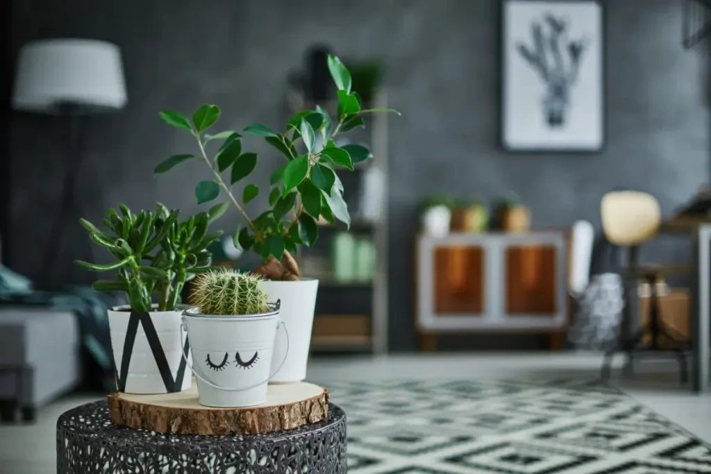 The Role of Temperature for Indoor Plant Health
