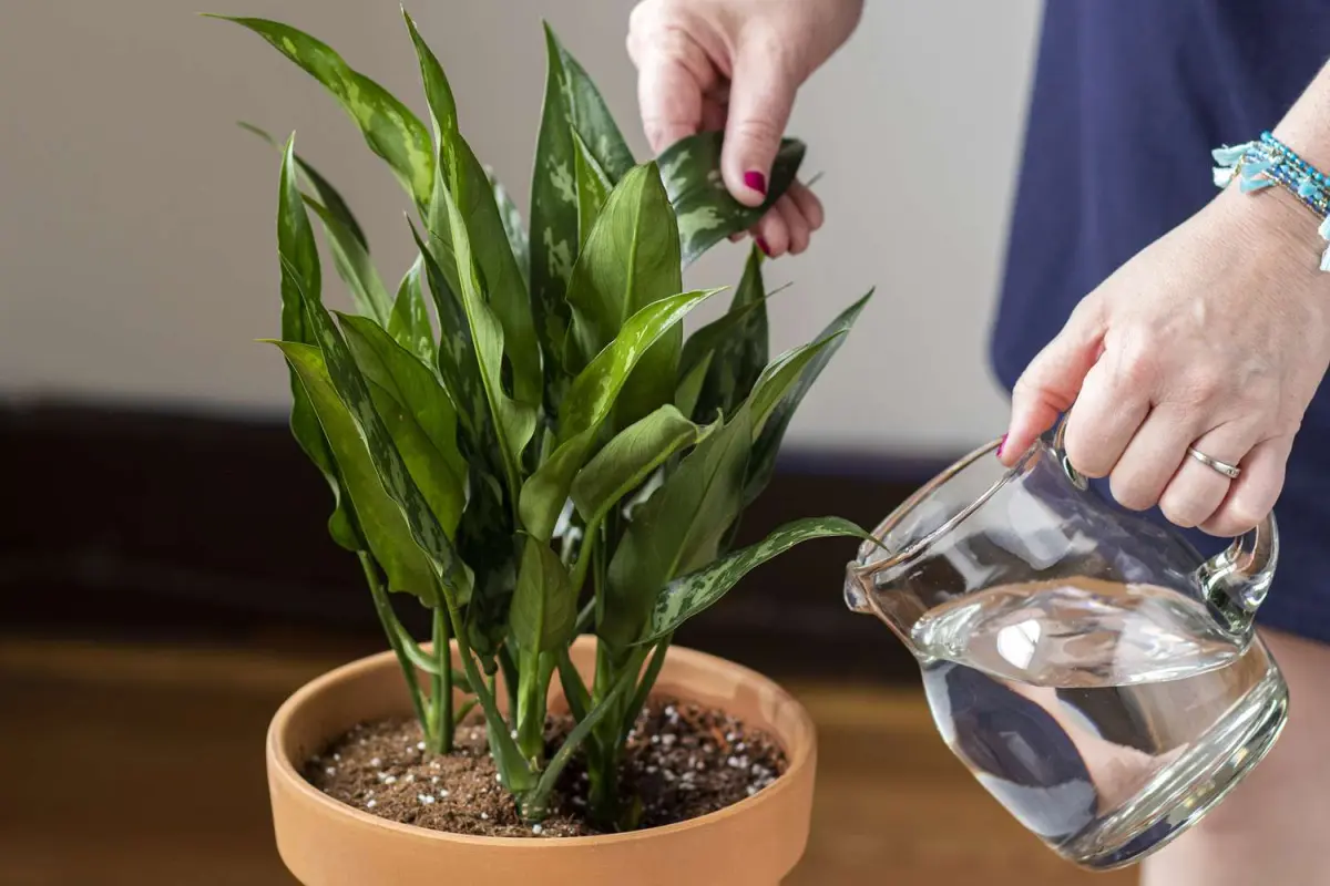 The Ultimate Guide to Watering Indoor Plants Tips and Techniques for Healthy Growth