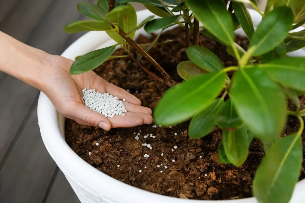 Thriving Greens A Guide to Fertilizing Indoor Plants