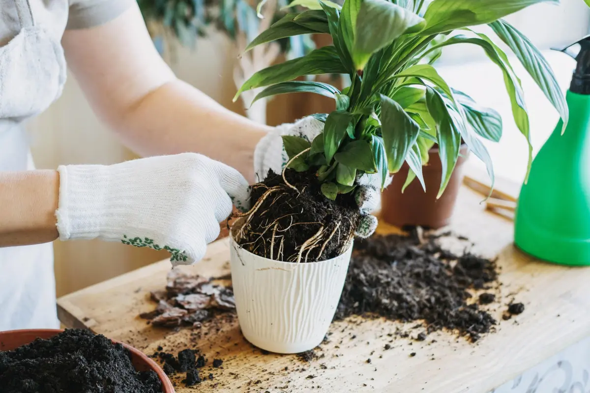 Unleash the Full Potential The Secrets to Successful Indoor Plant Repotting