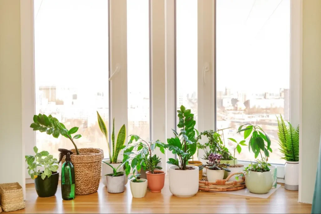 Unveiling the Sunlight Needs of Indoor Plants