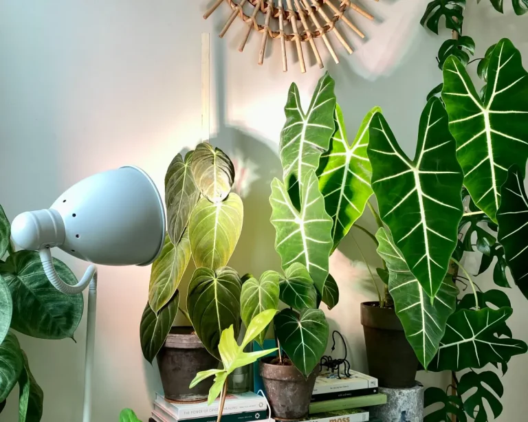 Use artificial light for indoor plants