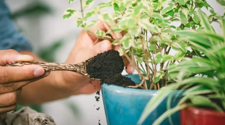 Use coffee grounds to enrich indoor plants soil