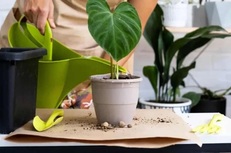 Watering a philodendron