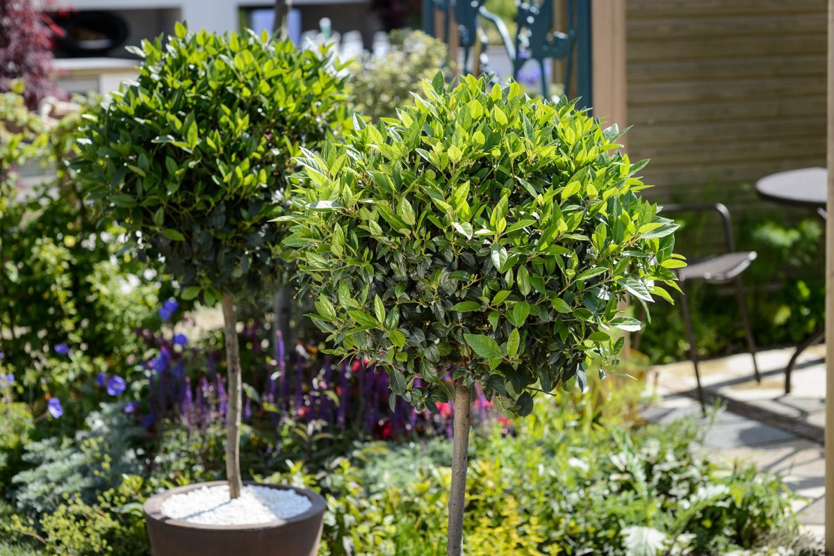How to grow bay laurel indoors
