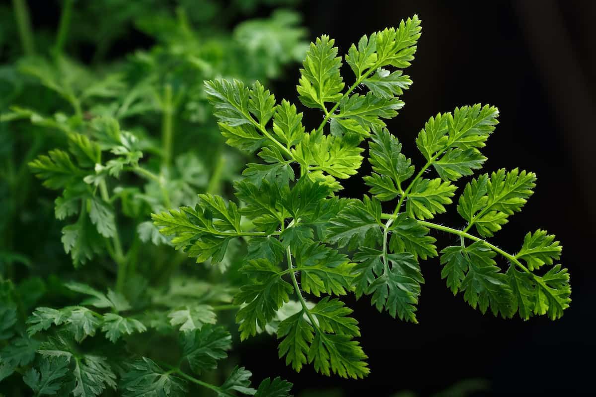 How to grow chervil indoors