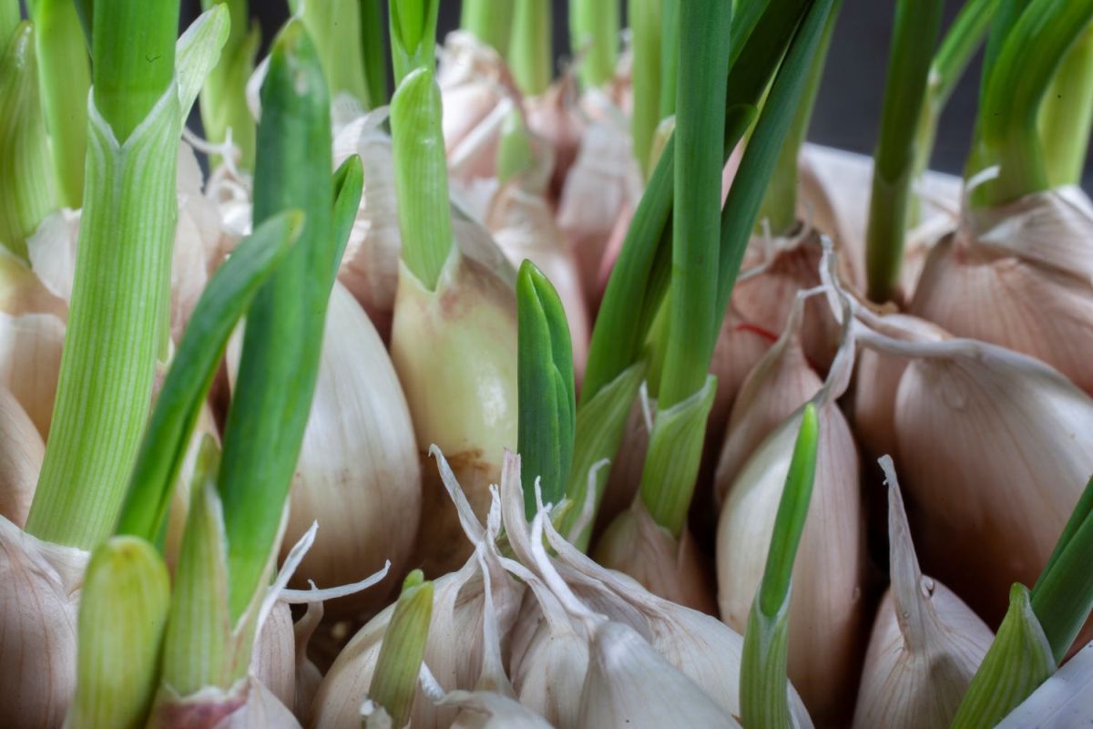 How to grow garlic indoors