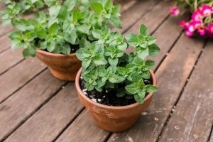 How to grow oregano indoors