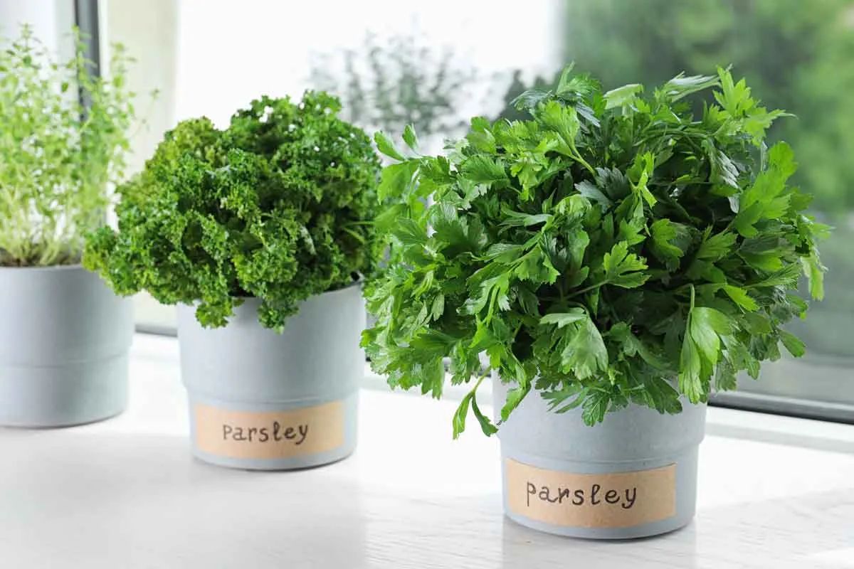 How to Grow Parsley Indoors