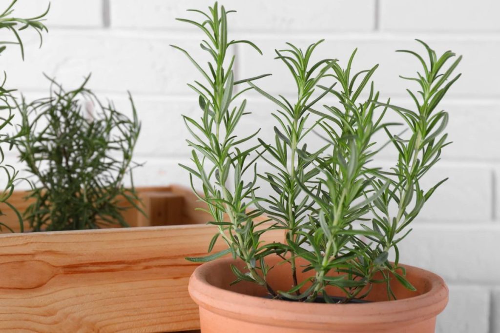 how to grow rosemary indoors