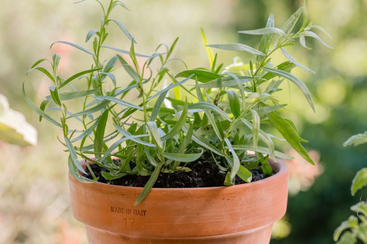 How to grow tarragon indoors