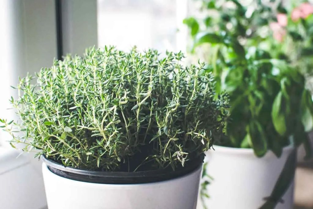 How to grow thyme indoors