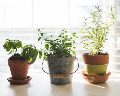 Herbs in different pots in sunlight