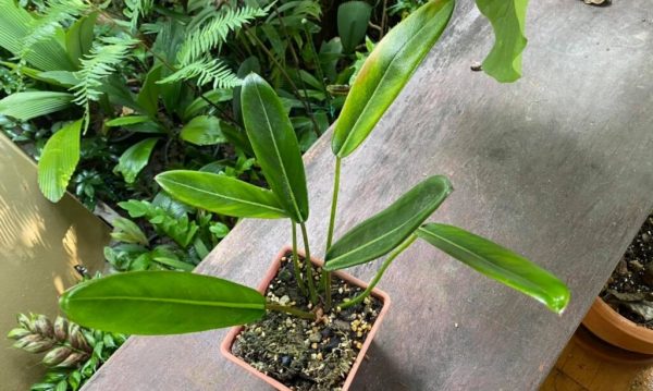 Philodendron Callosum: Care & Propagation Guide