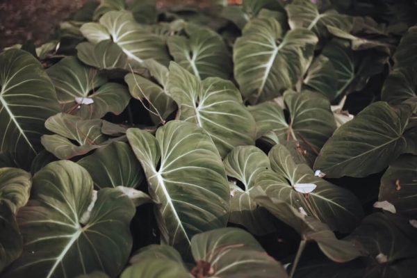 Philodendron Oxapapense: Care & Propagation Guide